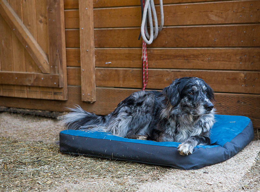 Ruffwear Urban Sprawl Dog Bed