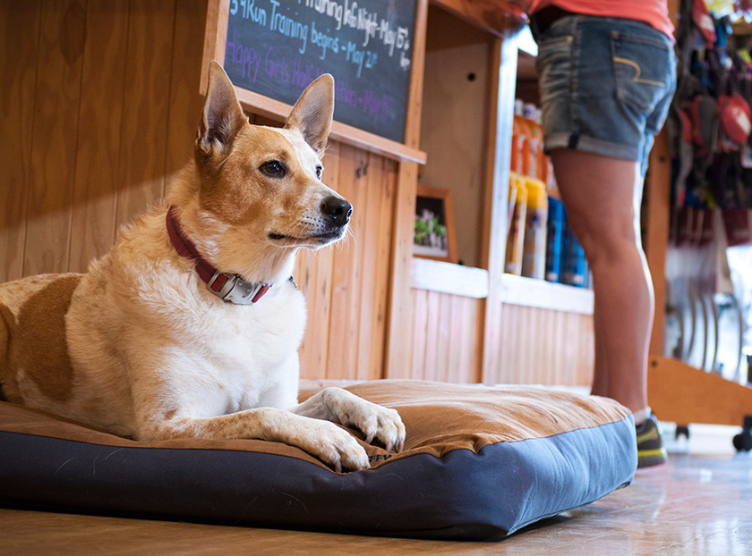 Ruffwear Urban Sprawl Dog Bed