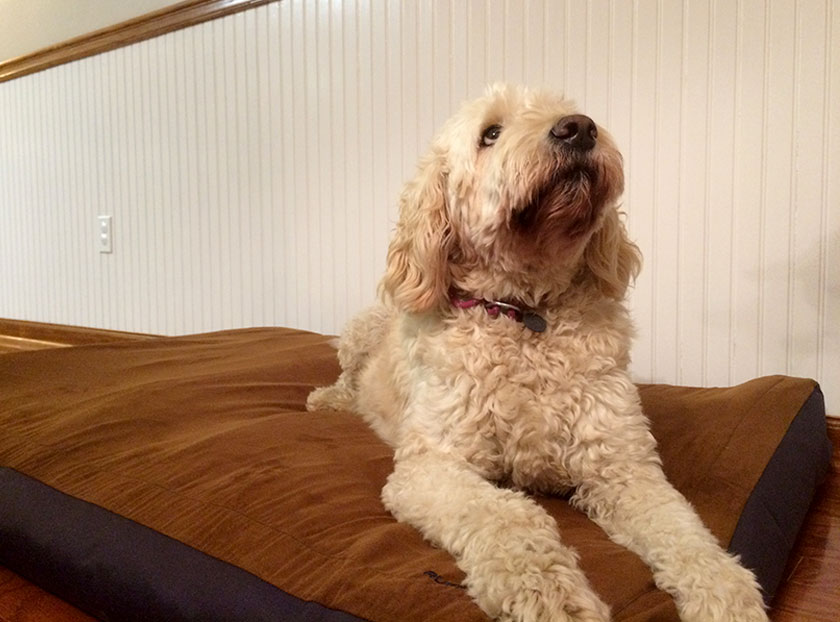 Ruffwear Urban Sprawl Dog Bed