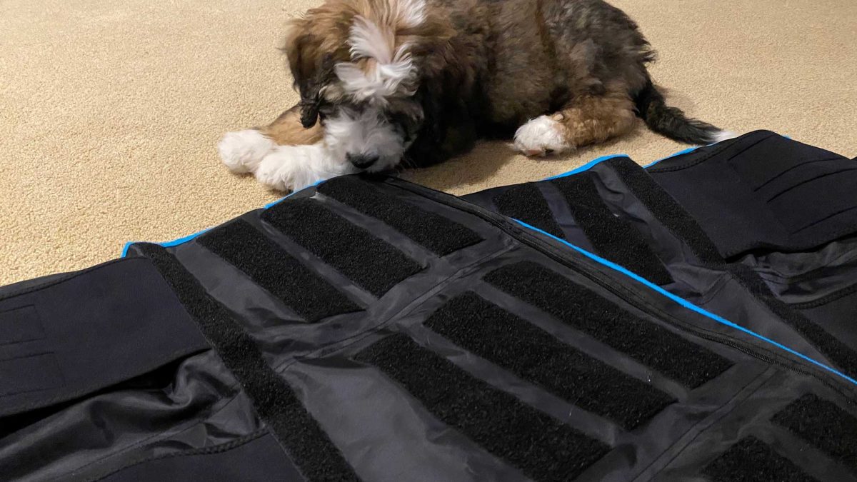 Addy chewing on sleeve