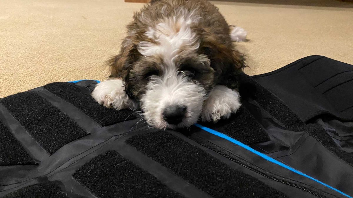 Puppy Tested